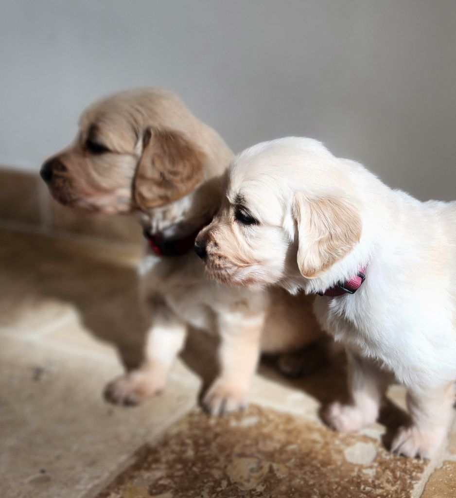 Du Pech Neyrat - Magnifiques chiots Golden Retriever : 2 Parents lof + TESTS SANTE