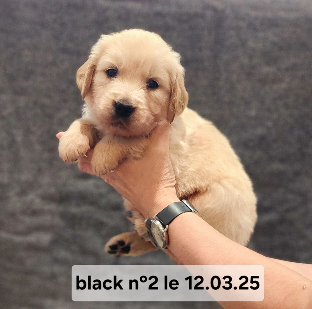 Du Pech Neyrat - Chiots disponibles - Golden Retriever