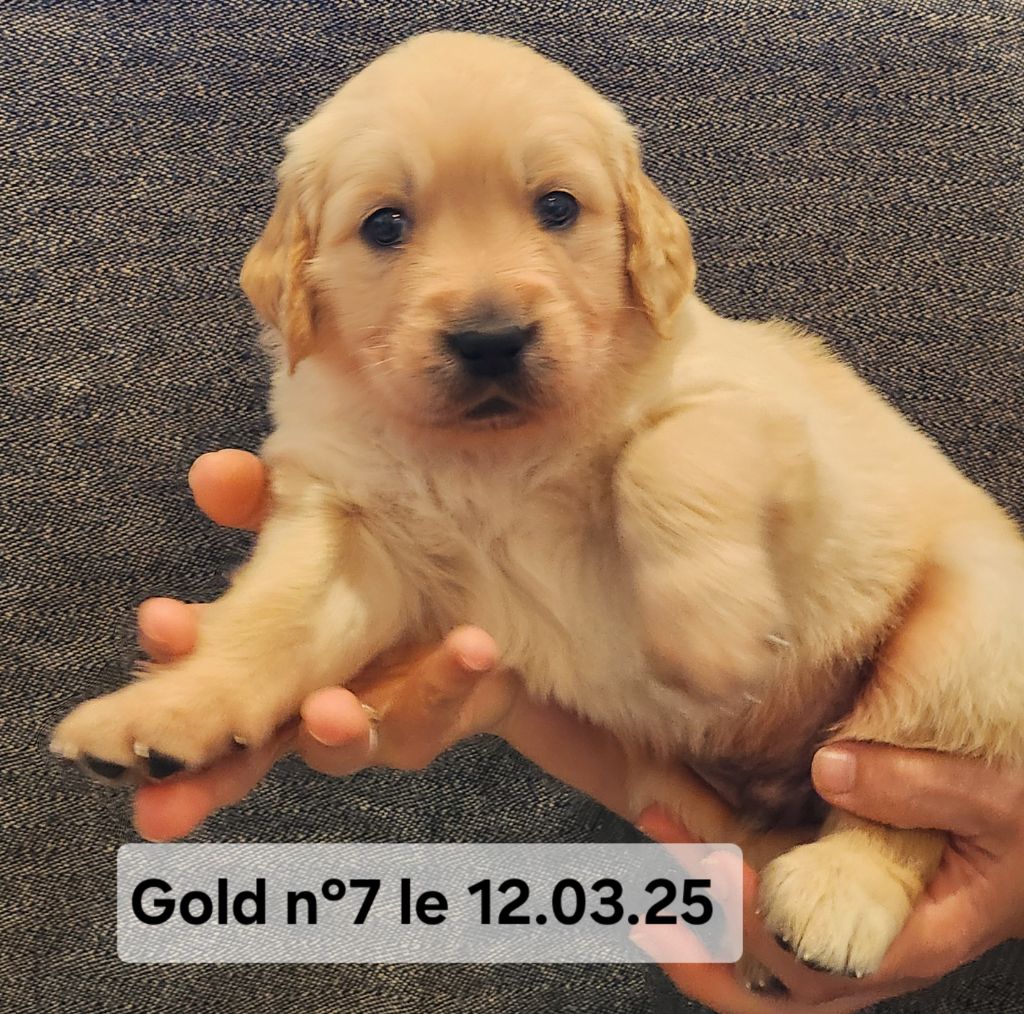 Du Pech Neyrat - Chiots disponibles - Golden Retriever